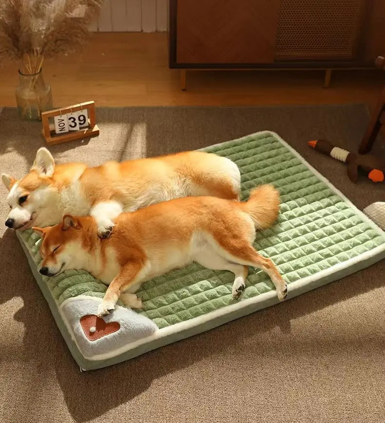 Deux chiens dorment paisiblement sur Le Nuage